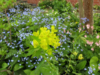 Euphorbia brunnera dicentra.JPG