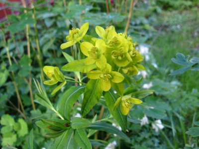 Teichlaterne 4.JPG