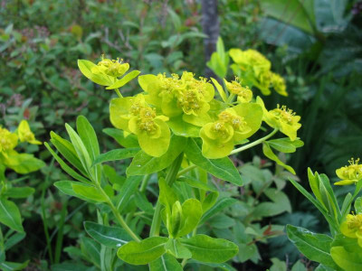 E palustris Teich 4.JPG