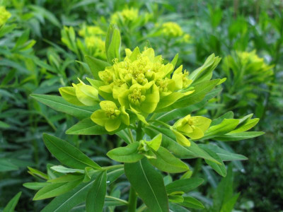 E palustris Gewächshaus 4.JPG