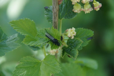 Cassis_mit_Insekten.jpg