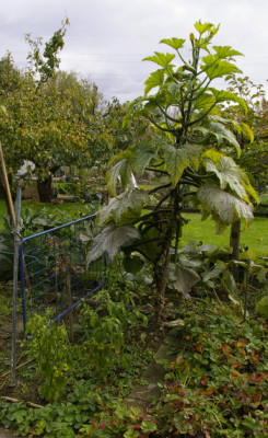 ZucchiniBlackForest3.jpg