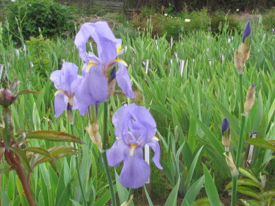Spec Pallida-Slg.JPG