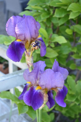 iris, blüten 18.5.20 005.JPG