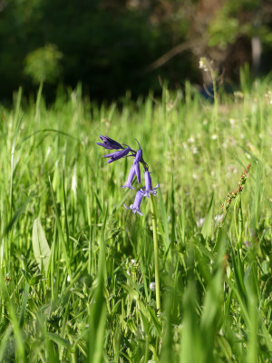 2021-05-16 Hyacinthoides non-scripta.jpg