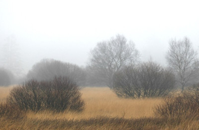 Venn_5_17-12-2006.jpg