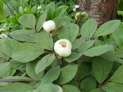 2021-05-16 Paeonia obovata 2.jpg