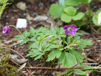2021-05-16 Anemone nemoros 'Gigantea Rubra'.jpg