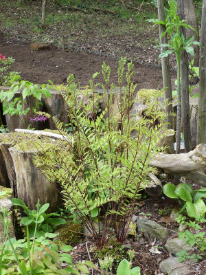 2021-05-16 Osmunda lancea.jpg