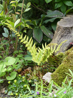 2021-05-16 Dryopteris 'Jurassic Gold'.jpg