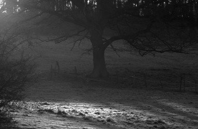 Dezemberlicht_1_16-12-2008.jpg