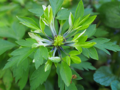 Anemone nemorosa Monstrosa P5140234.JPG
