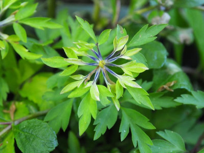 Anemone nemorosa Monstrosa P5140237.JPG