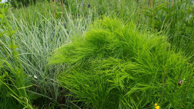 Peucedanum officinale P5170031.JPG