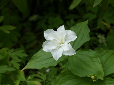 2021-05-16 Trillium grandiflorum 'Flore Pleno'.jpg