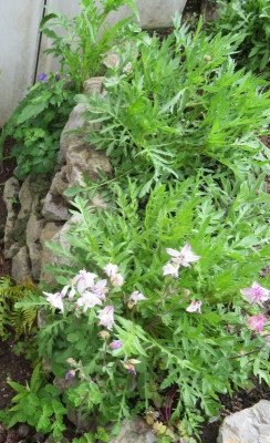 Papaver.jpg