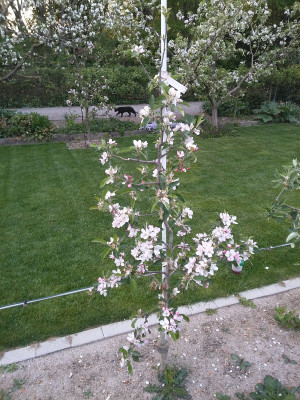 Friesenheimer Eulenapfel 210503.jpg