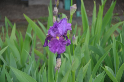 D6236.JPG