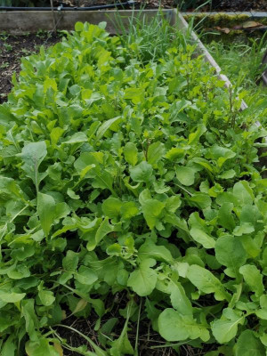 Rucola2.jpg