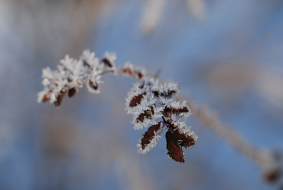 frost_kati_01.jpg