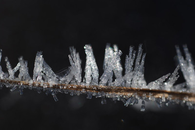 frost_kati_02.jpg
