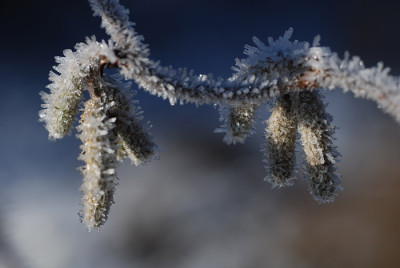 frost_kati_03.jpg