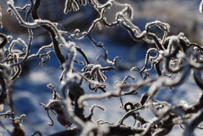 frost_kati_04.jpg