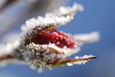 frost_kati_05.jpg
