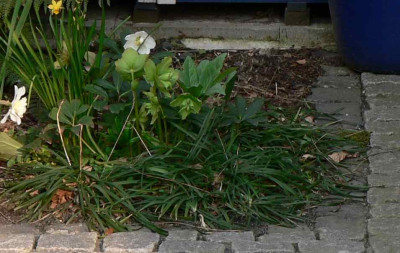 Ophiopogon_compr.jpg