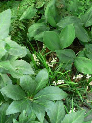 Ophiopogonbluete_compr.jpg