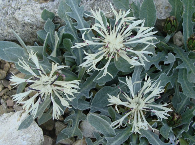 Centaurea triumfettii19.jpg