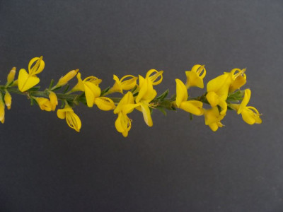Genista pilosa21-88.jpg