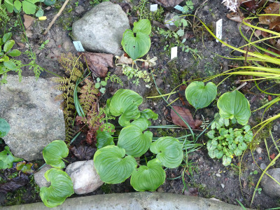 2021-05-17 Maianthemum dilatatum 'Baby Moon'.jpg