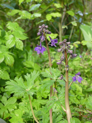 2021-05-17 Delphinium tricorne.jpg