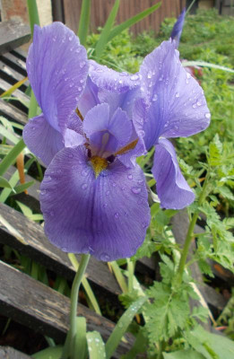 DSCN2901_Iris_hoogiana_Purple_Dawn.jpg