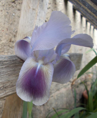 DSCN2907_Iris_Antioch.jpg