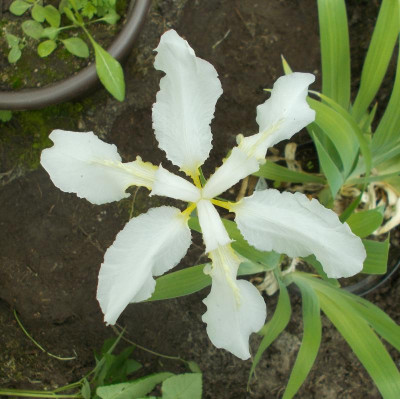 DSCN2905_Iris_tectorum_alba.jpg