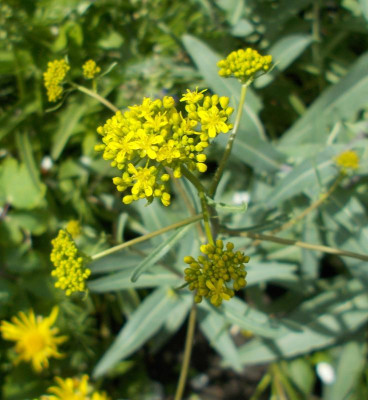 DSCN2916_unbekannt_gelb_2.jpg