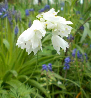 DSCN2903_Allium_zebdanense.jpg