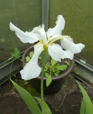 DSCN2906 _Iris_tectorum_alba.jpg