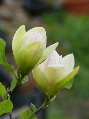 2021-05-17 Magnolia 'Sunsation 1.jpg