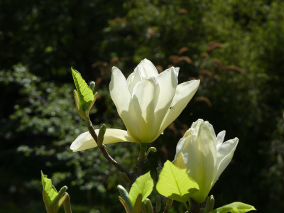 2021-05-15 Magnolia 'Yellow River' 2.jpg