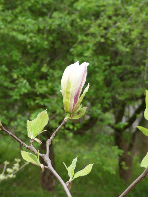 2021-05-16 Magnolia 'Toro'.jpg