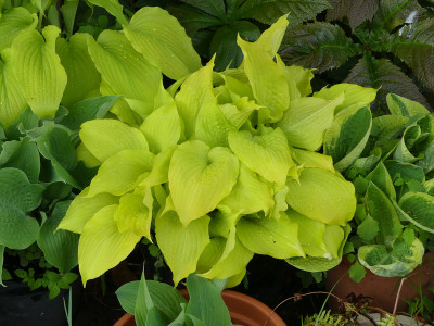 2021-05-17 Hosta 'Frühlingssonne'.jpg