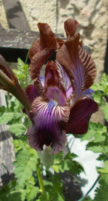 DSCN2912_Iris_stolonifera_Sina_Dark.jpg