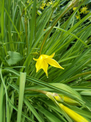 DSCN2926_Hemerocallis_minor.jpg