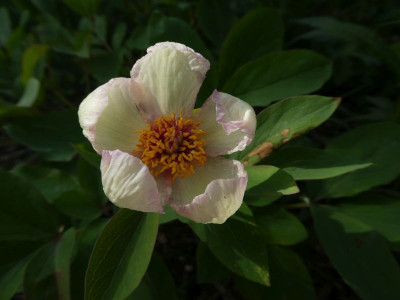 Paeonia daurica 210517 k.jpg
