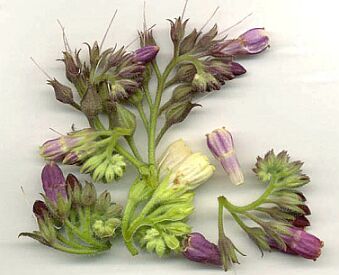 symphytum_flores.jpg