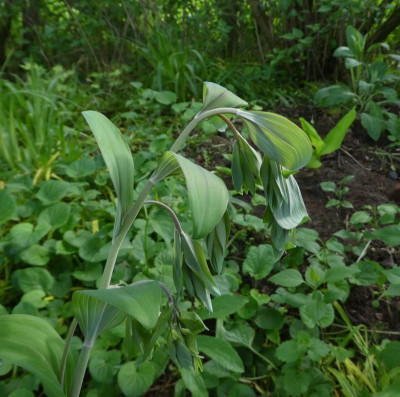 Polygonatum multiflorum f ramosum.JPG