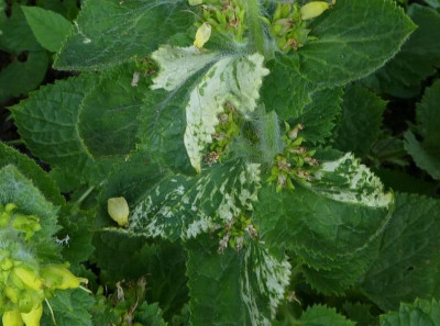 Scrophularia vernalis Detail.jpg